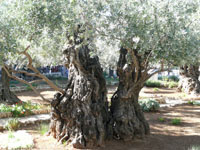 gdn of gethsemane 2